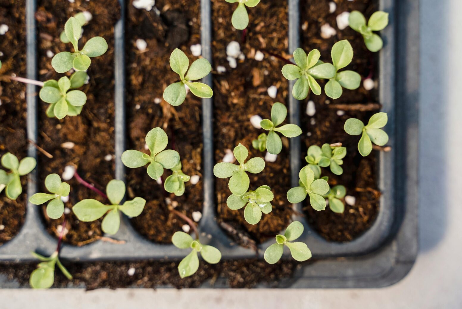 tuberous begonia seedlings tray germination