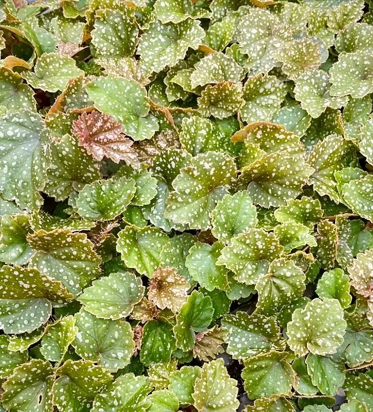 tuberous begonia stem cutting preparation