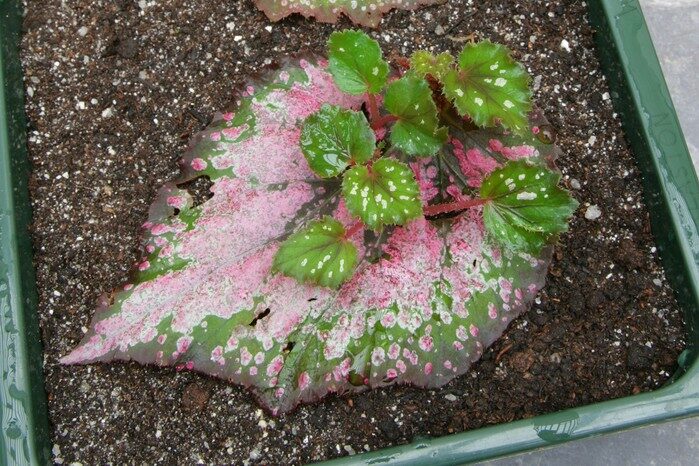 tuberous begonia cuttings rooting sand bed