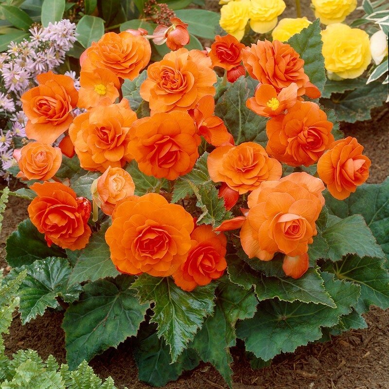 tuberous begonia orange double dusty miller window box