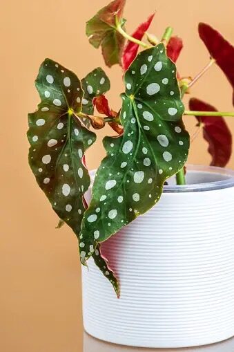 tuberous begonia pink with maidenhair fern round pot