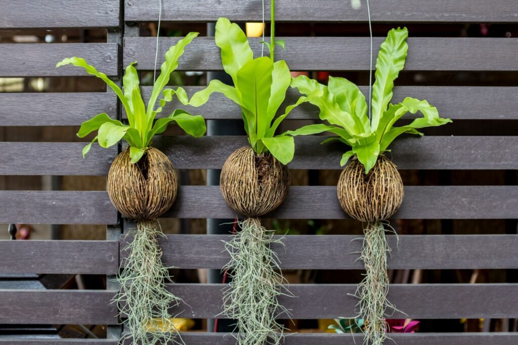 tuberous begonia shelf bird's nest fern hanging