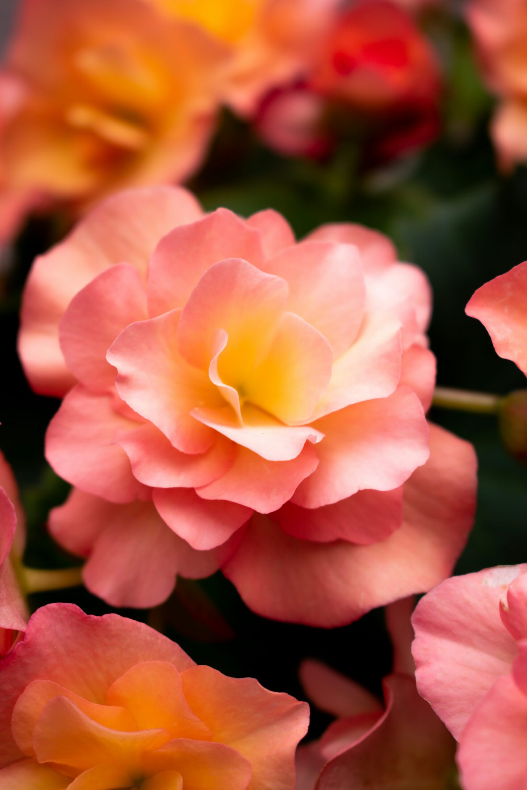 tuberous begonia tuber close-up