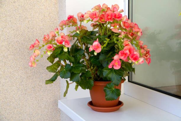 tuberous begonia windowsill bright light
