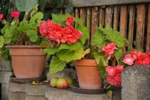 tuberous begonia tuber storage