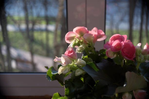 tuberous begonia window backlight
