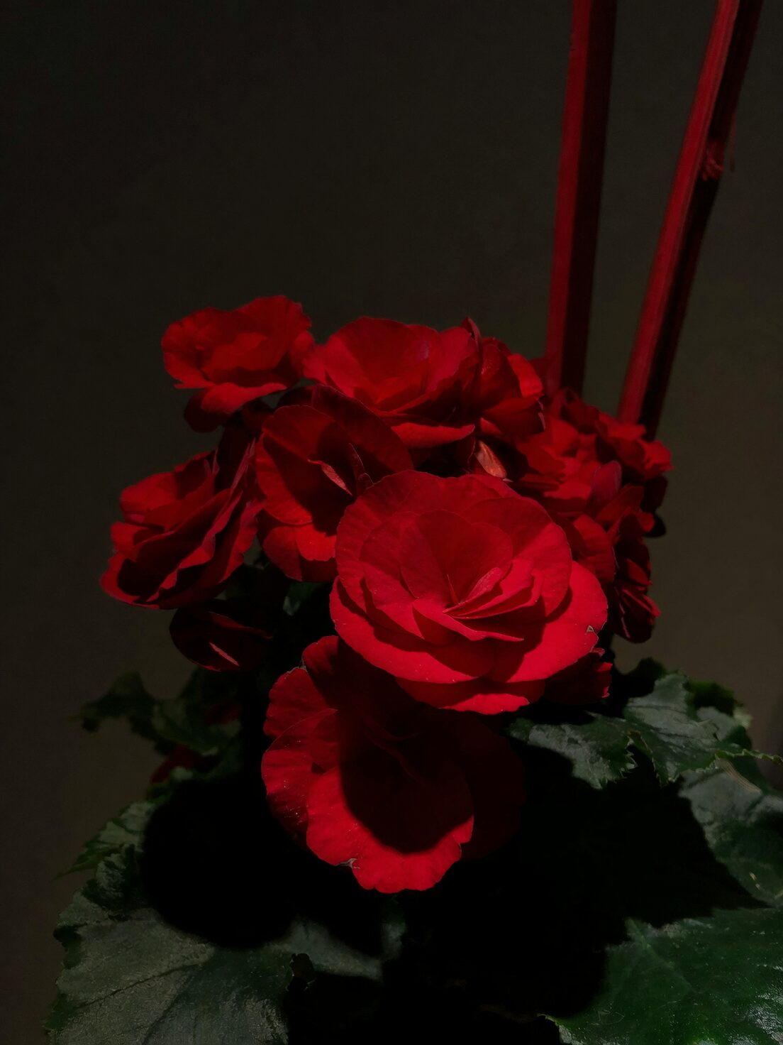 tuberous begonia green velvet backdrop