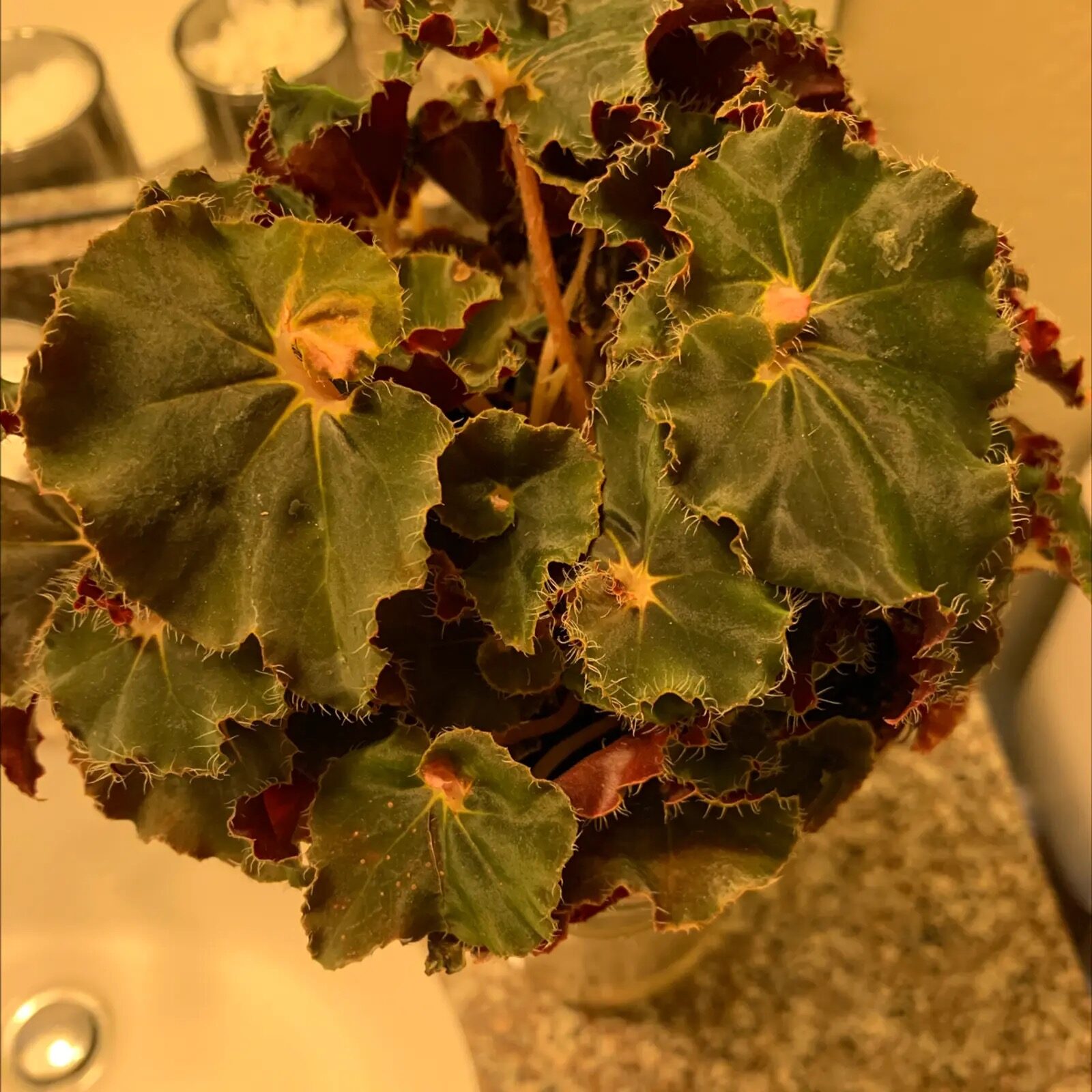 gloved hands pruning tuberous begonia