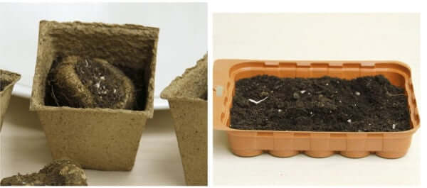 tuberous begonia tuber drying storage