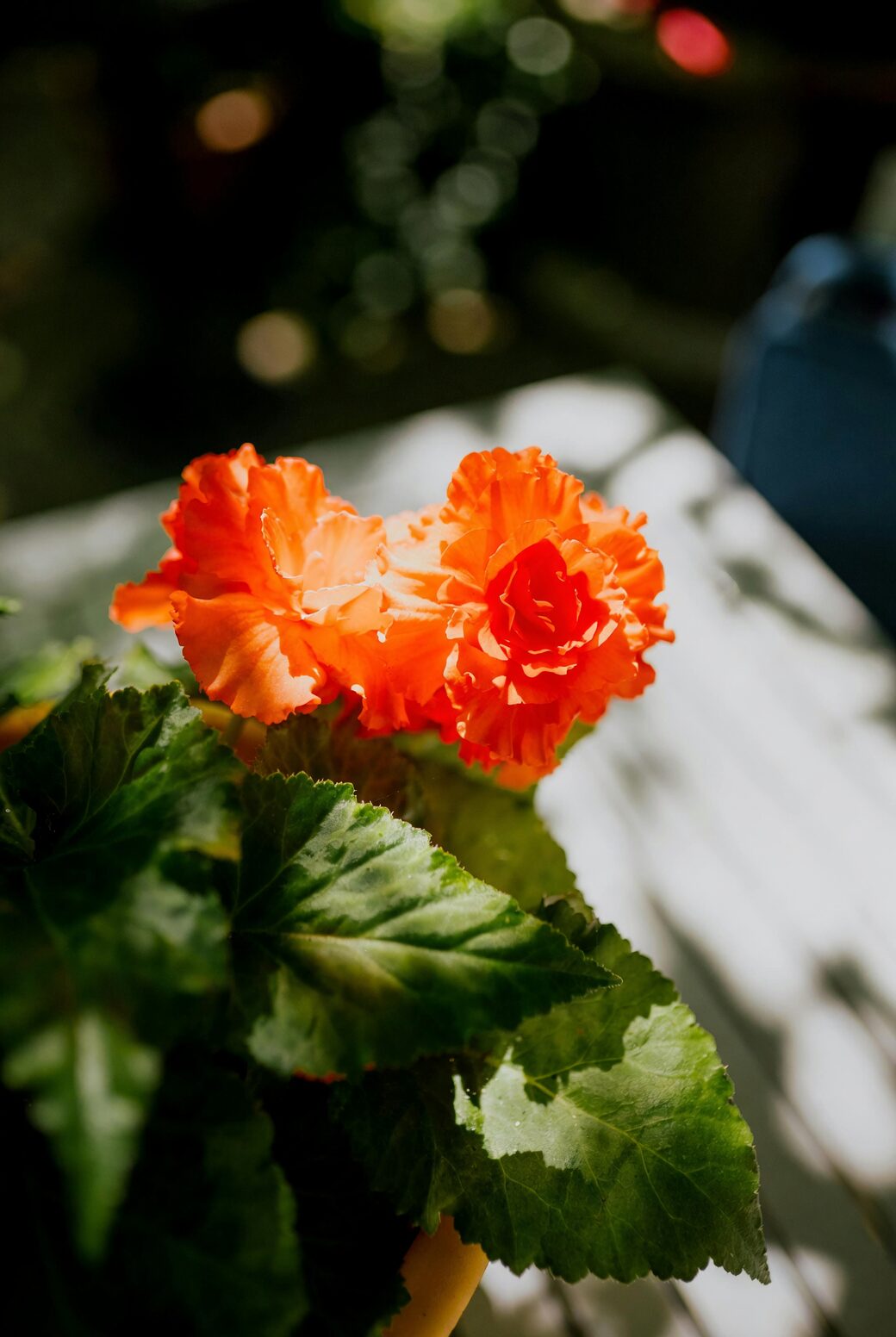 tuberous begonia hanging basket balcony