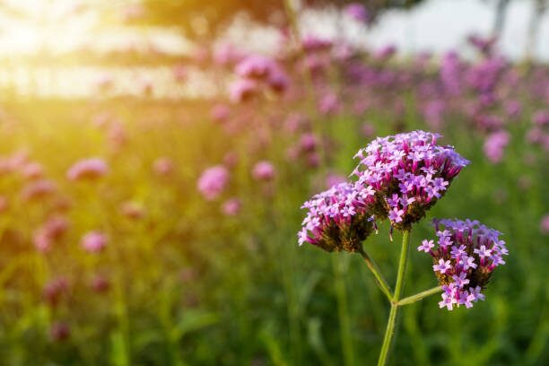 garden verbena pinch pruning