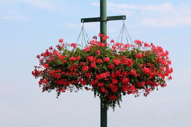 garden verbena watering hanging basket