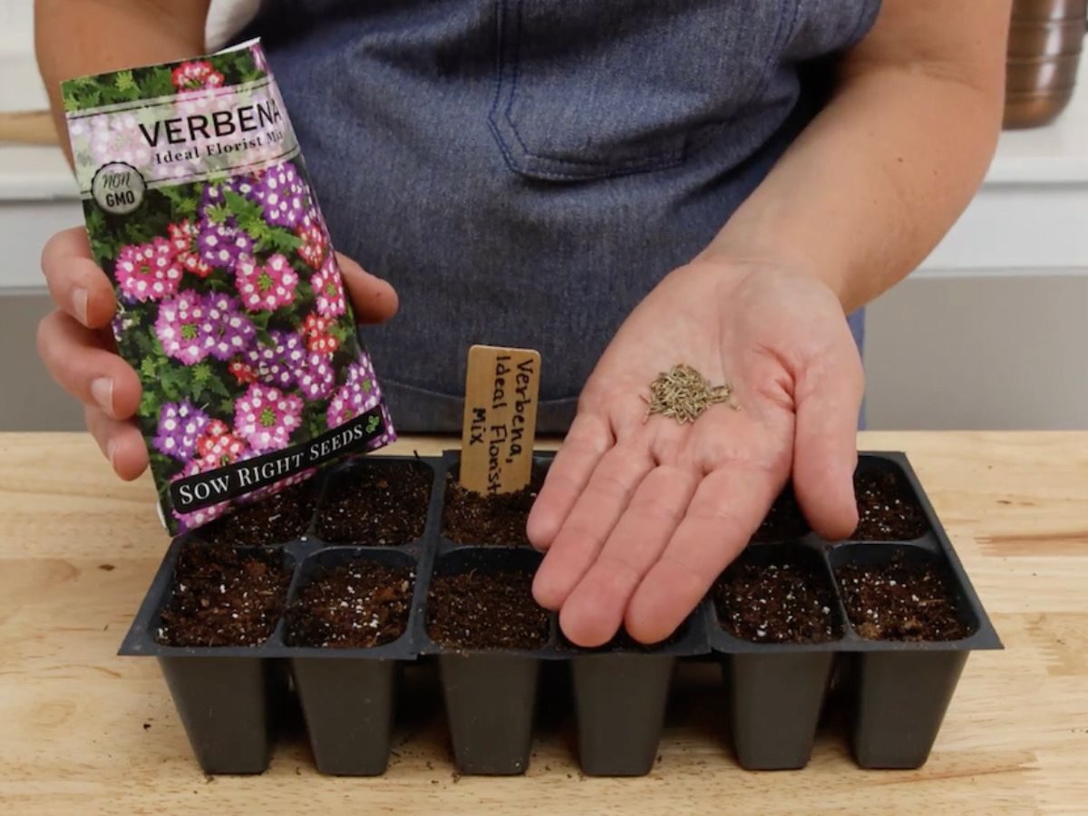 garden verbena soil mix perlite