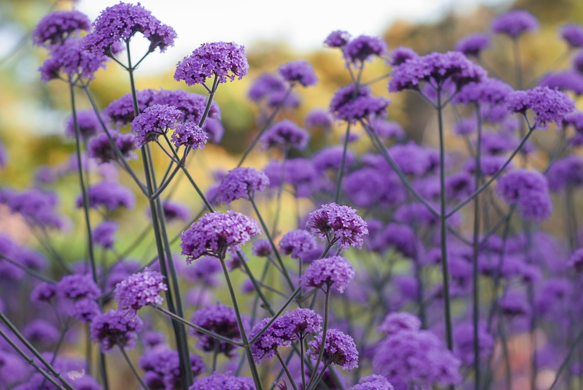 garden verbena deadheading