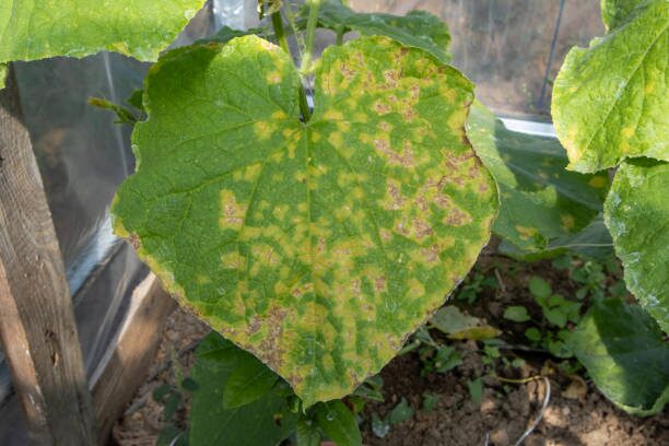 verbena downy mildew leaf underside