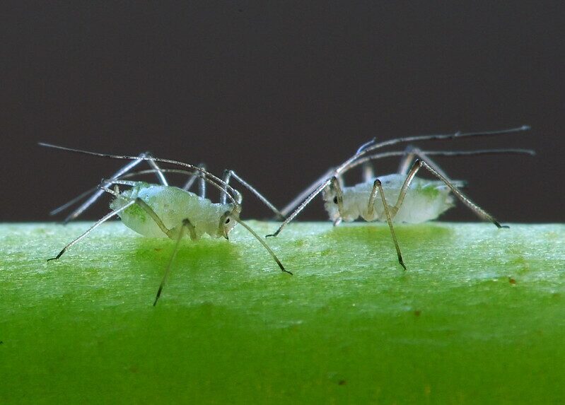 verbena aphids on buds close up