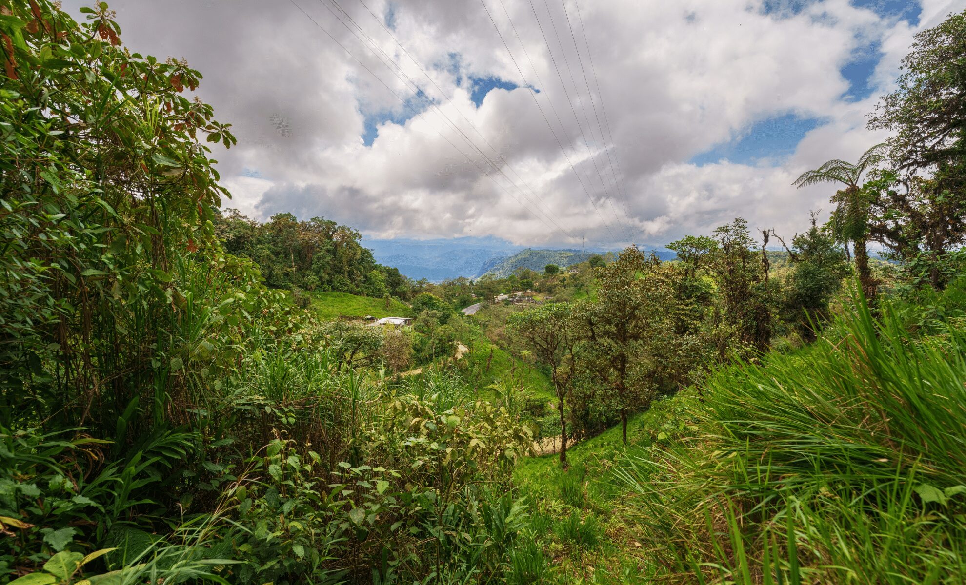 wild verbena Andes pampas habitat