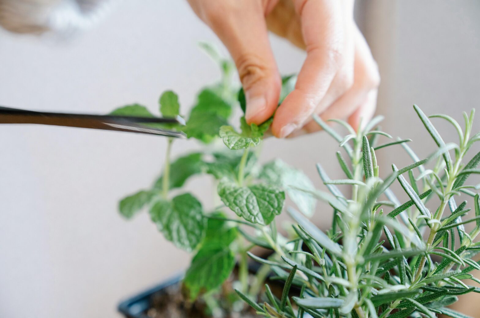 garden verbena pruning hands close-up
