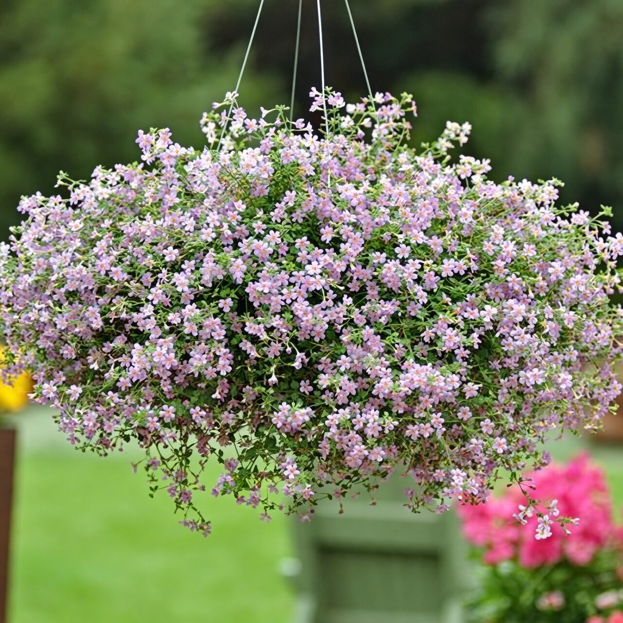 garden verbena hanging basket balcony