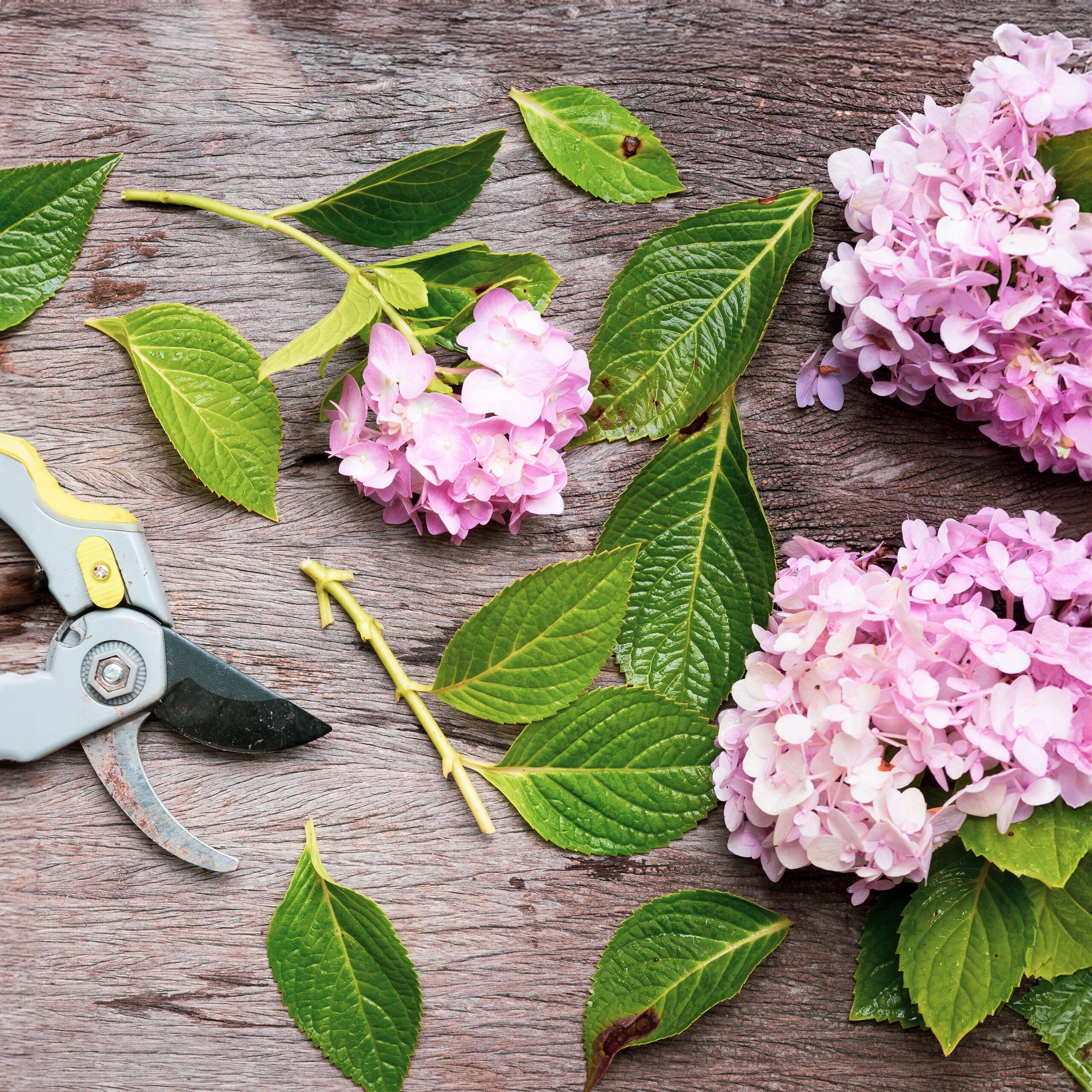 verbena deadheading pruning shears