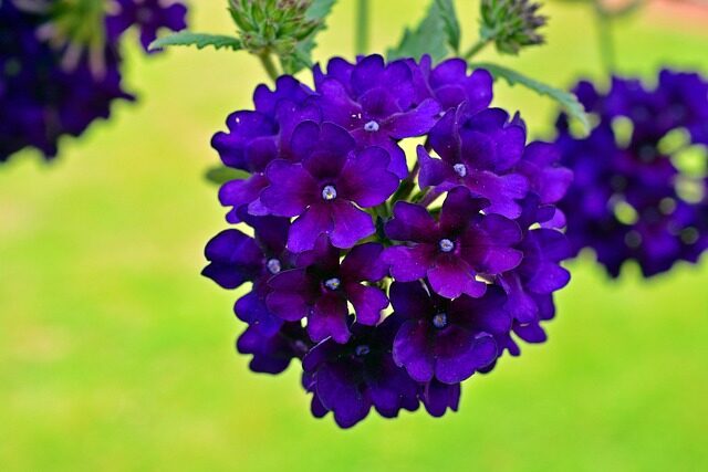 verbena flower cluster close-up