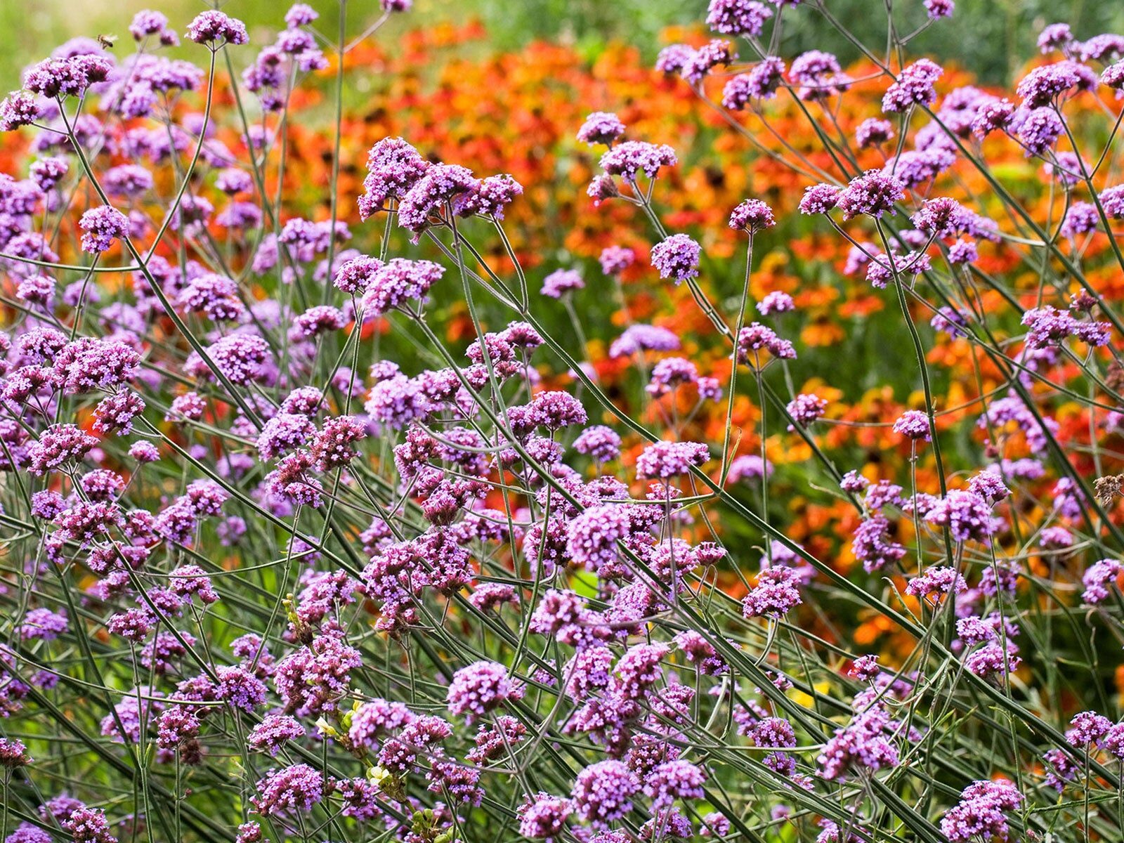 verbena clustered blooms top view