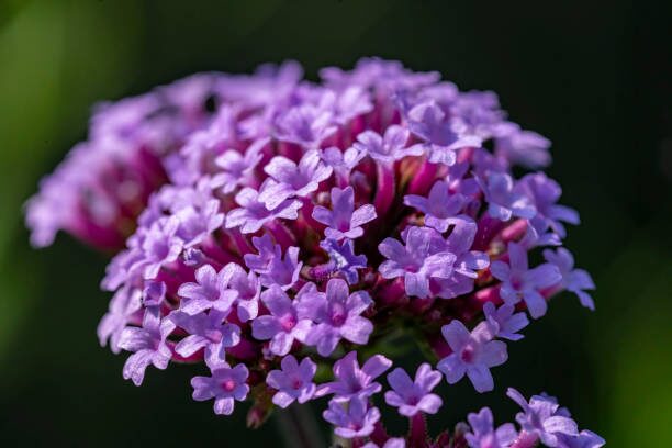 deadheading verbena flowers by hand