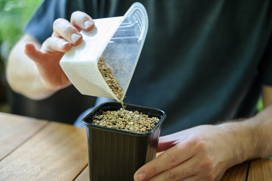verbena seed sowing vermiculite
