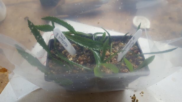 verbena cuttings in vermiculite