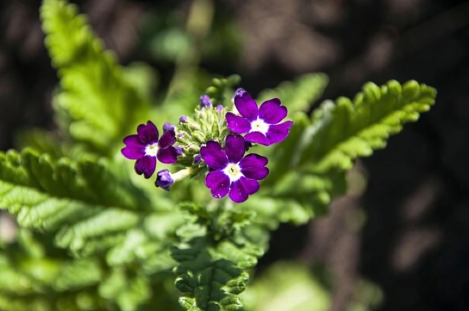 verbena flower cluster close-up