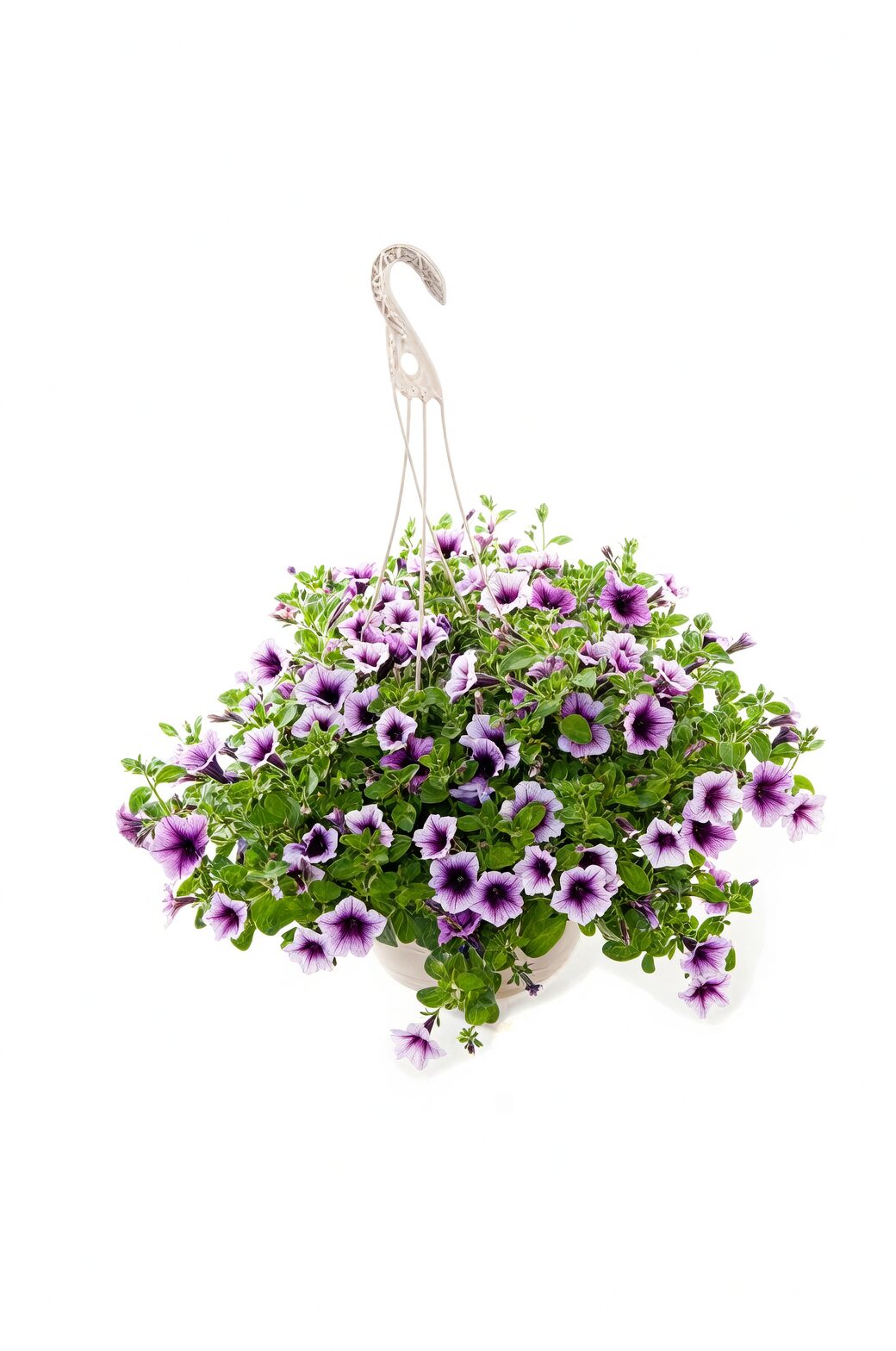 verbena potting mix hanging pot