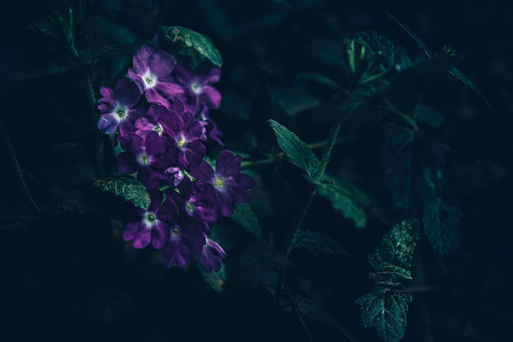 verbena deadheading pruning hands