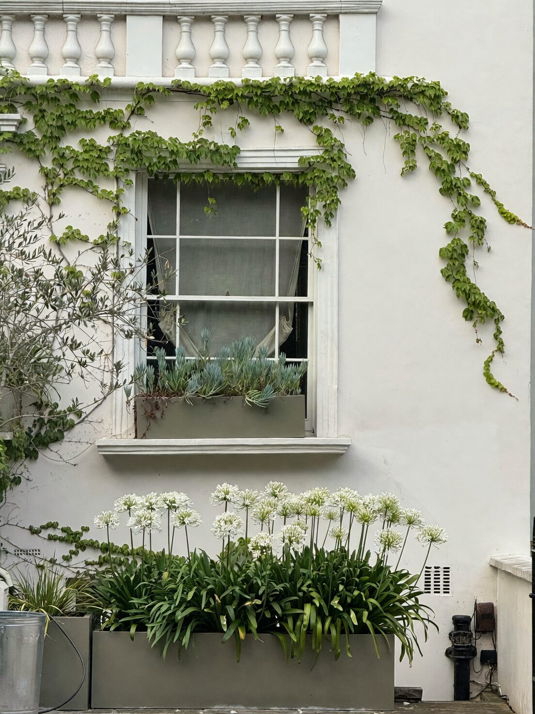 verbena window box cascade