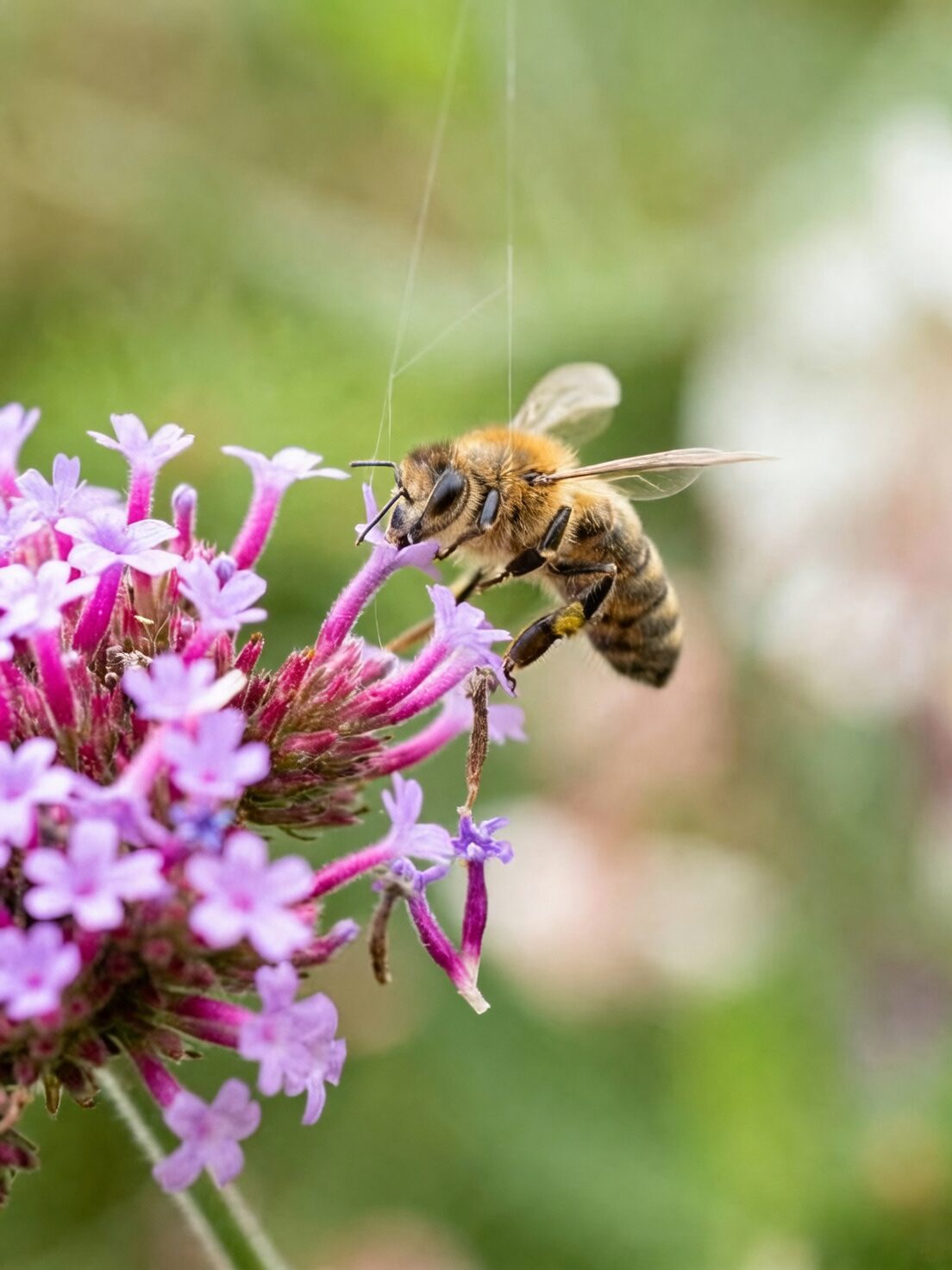 verbena flower close-up bee