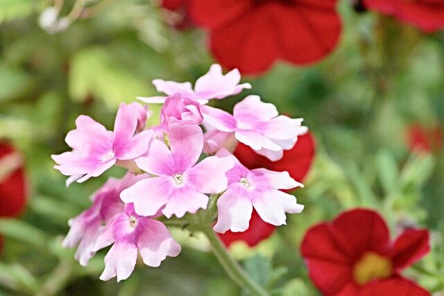 verbena hanging basket cascade