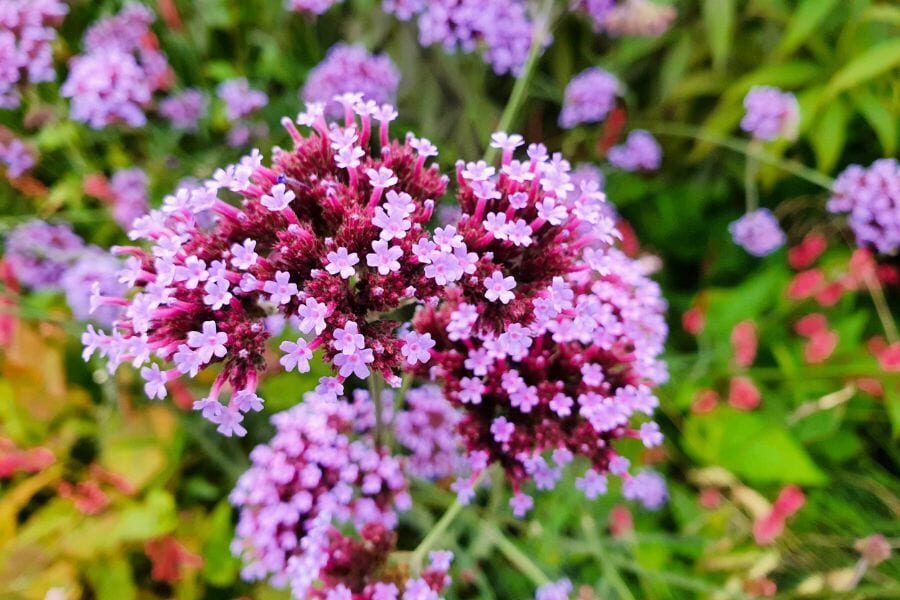 garden verbena pruning spent blooms