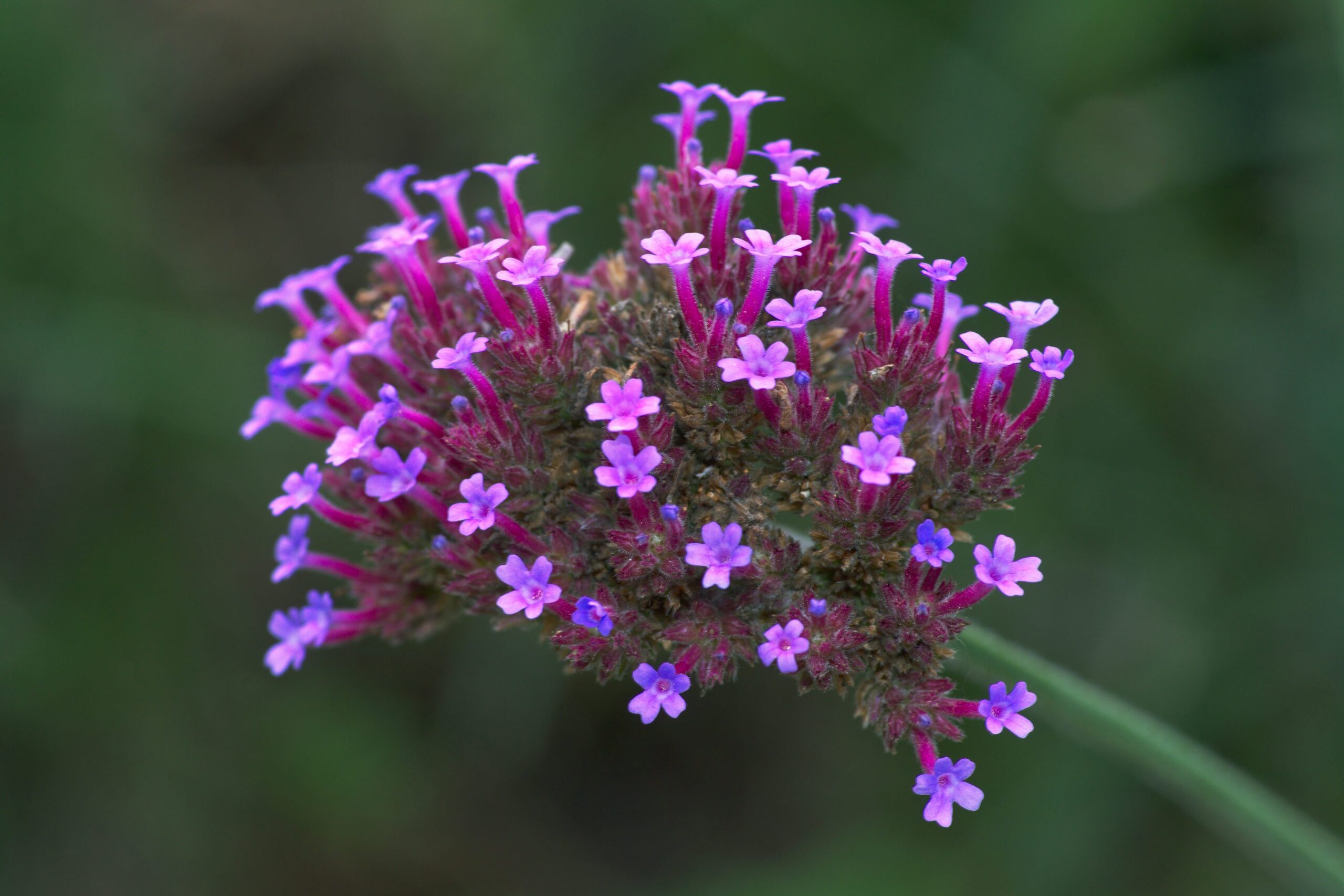 garden verbena powdery mildew leaves