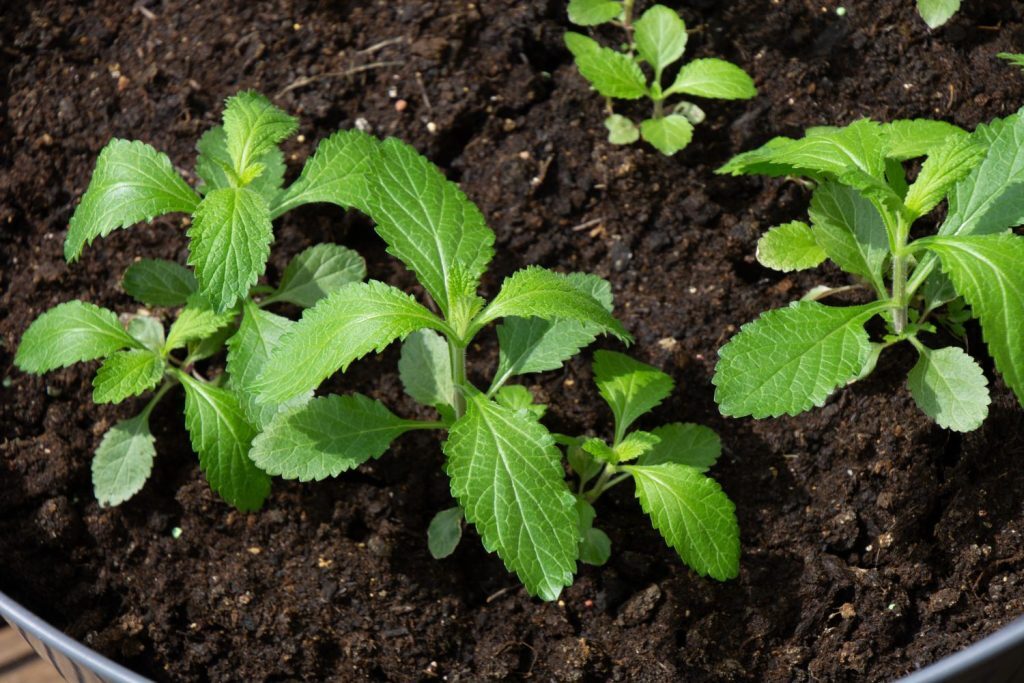 verbena watering can soil