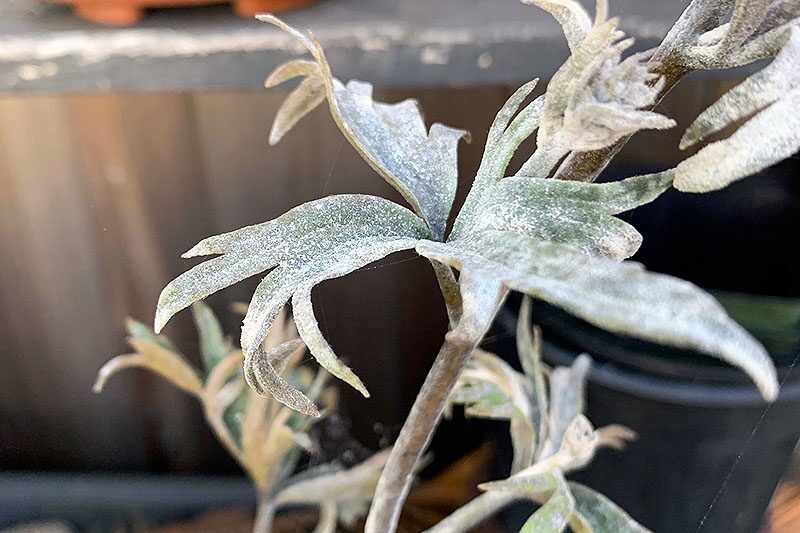verbena powdery mildew leaves close-up