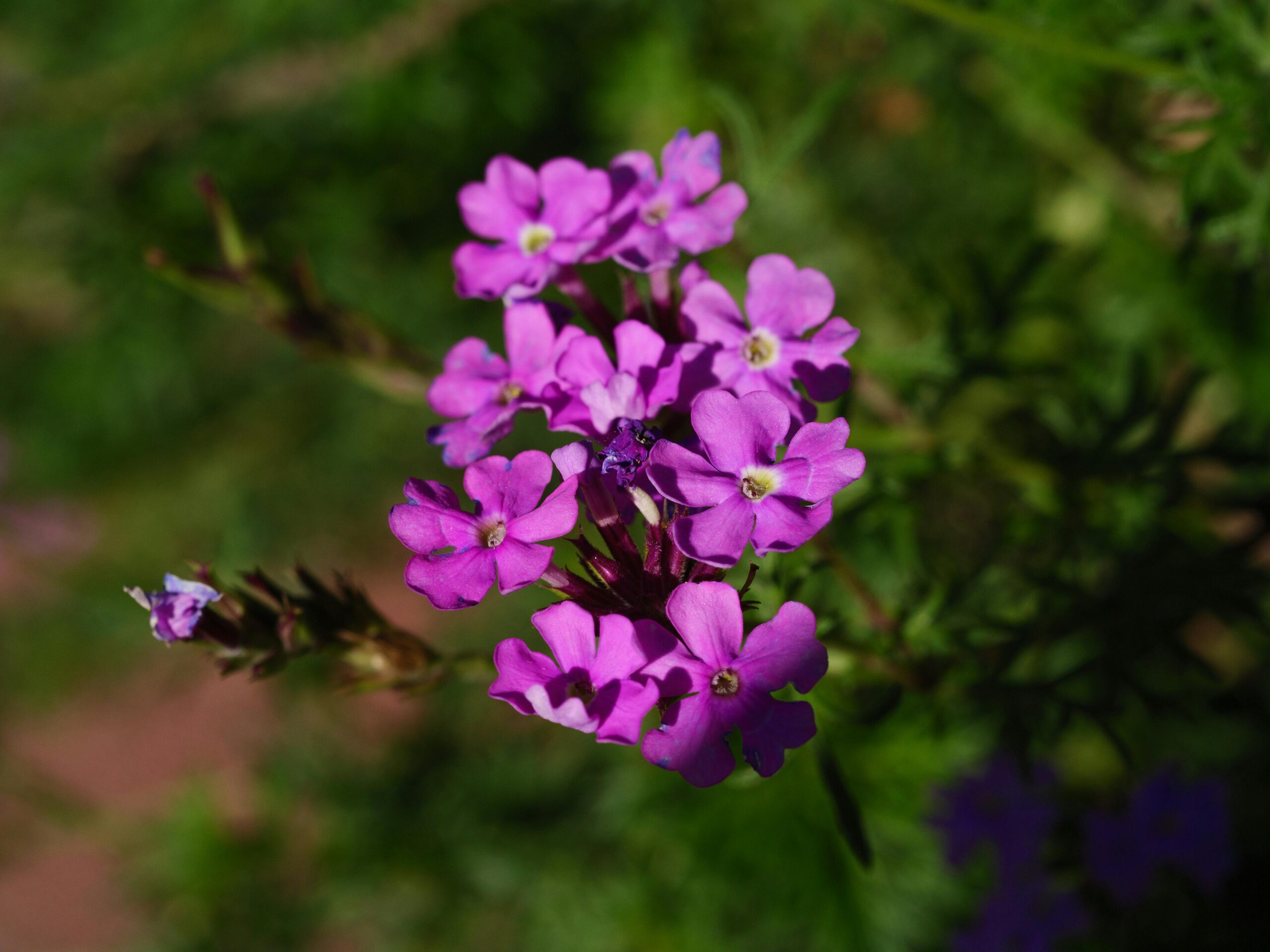 verbena wilted flowers close-up