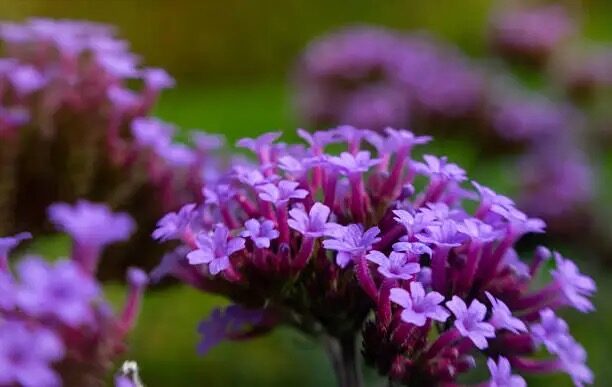verbena on sunny windowsill
