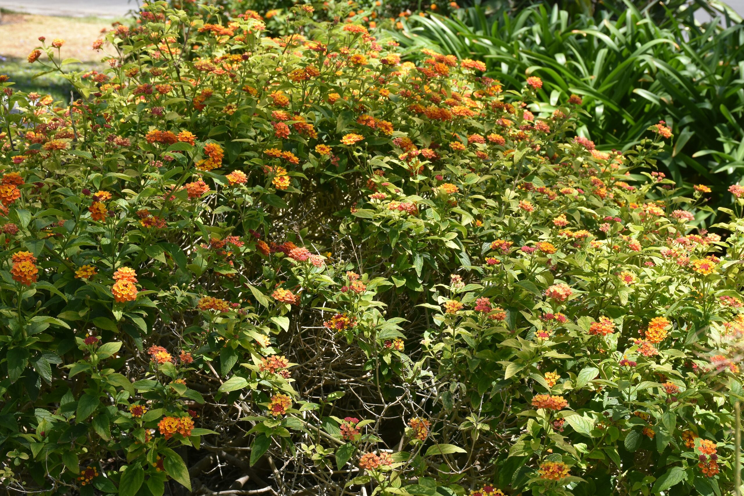 deadheading verbena with scissors