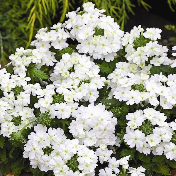 verbena compact mound close-up