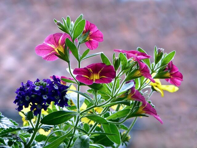 verbena sunny balcony windowsill