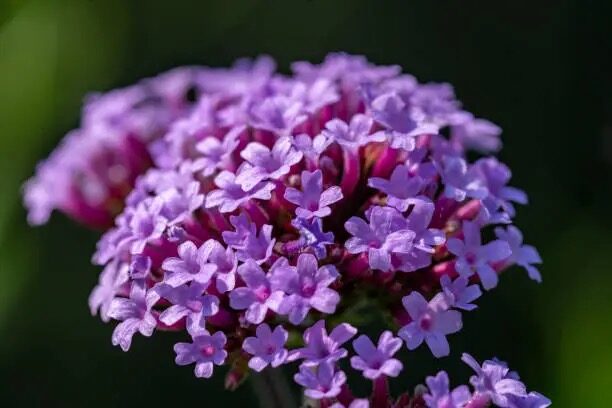 verbena deadheading scissors hands