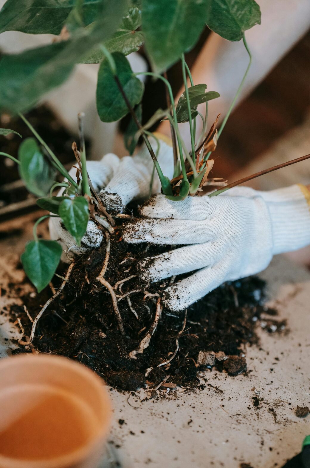 cast iron plant finger soil check