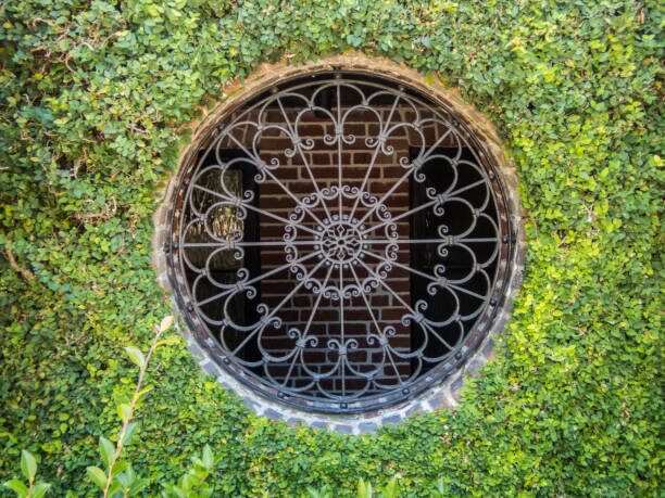 cast iron plant bright window