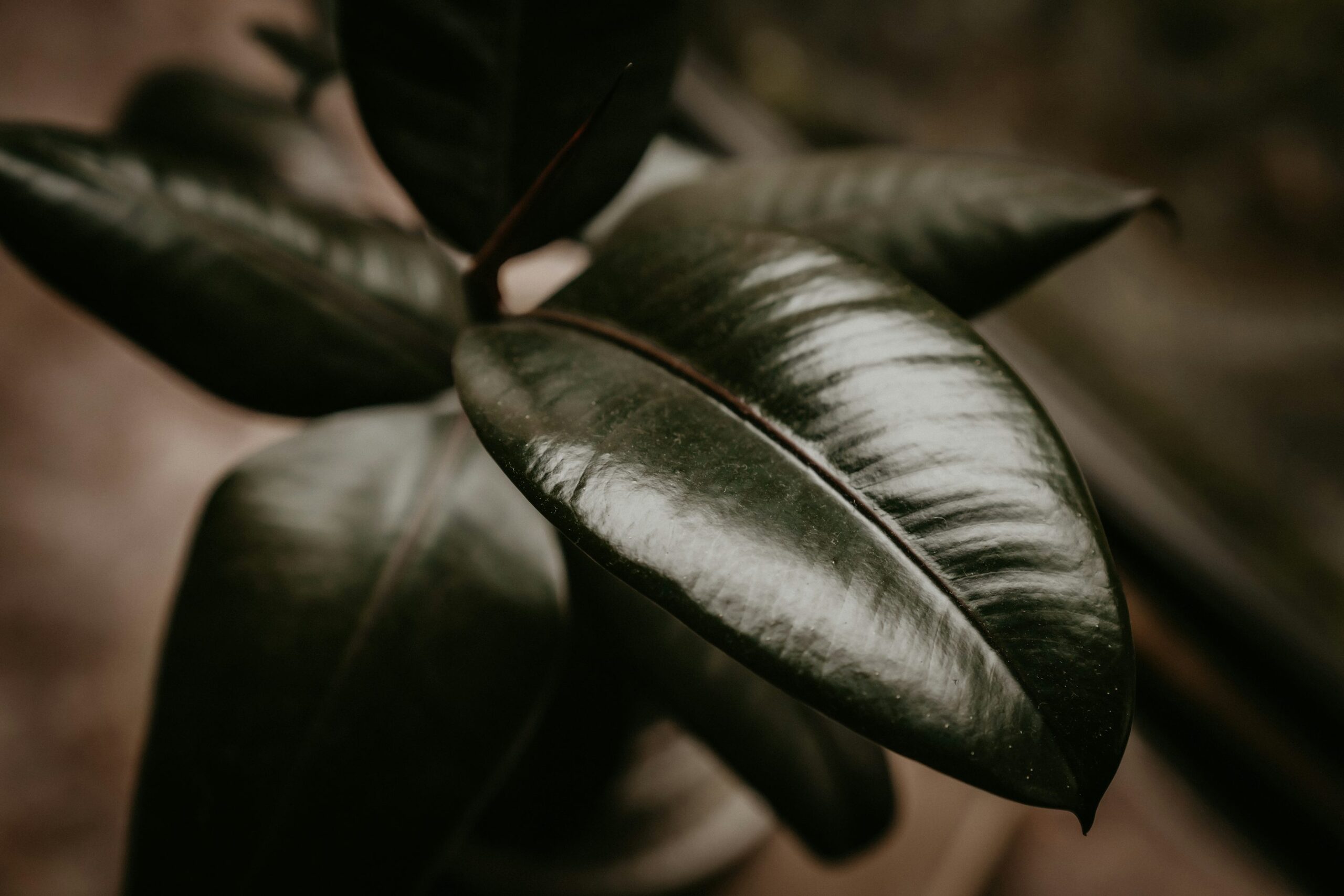 cast iron plant variegated leaf close up