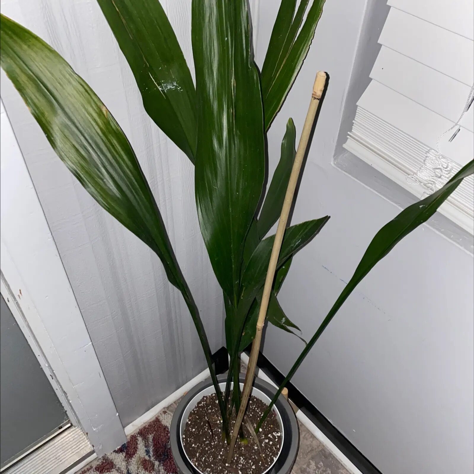 cast iron plant root rot inspection