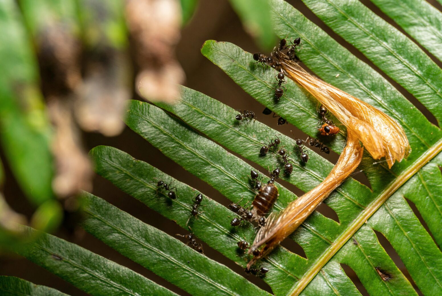cast iron plant scale insects removal